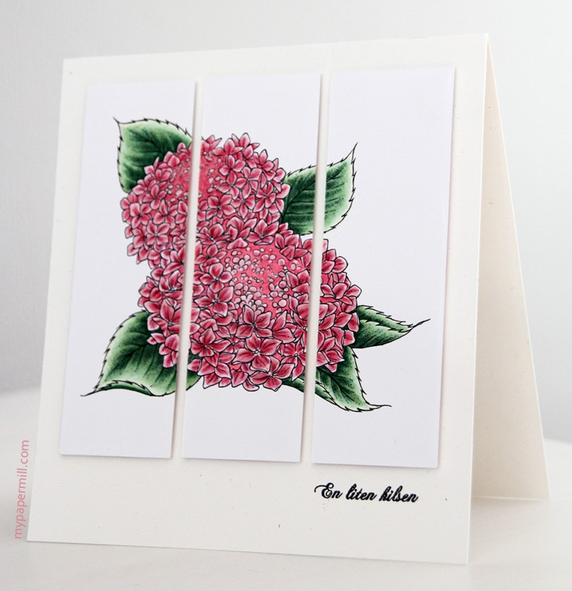 Aurora Wings Hydrangea rosa